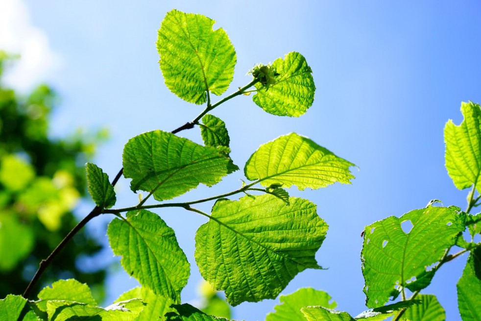 Noisetier Tonda Romana