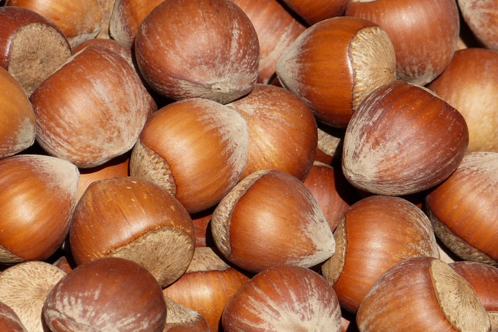 Noisetier Tonda Romana