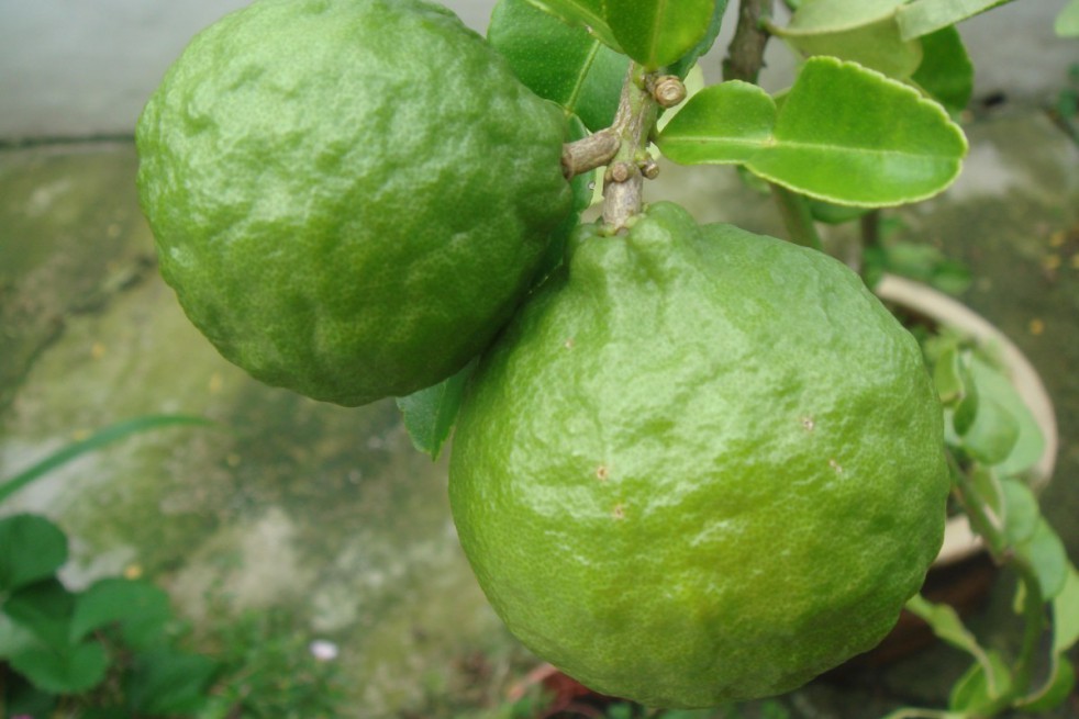 Kaffir lime