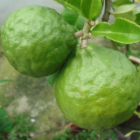 Kaffir lime
