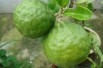 Kaffir lime