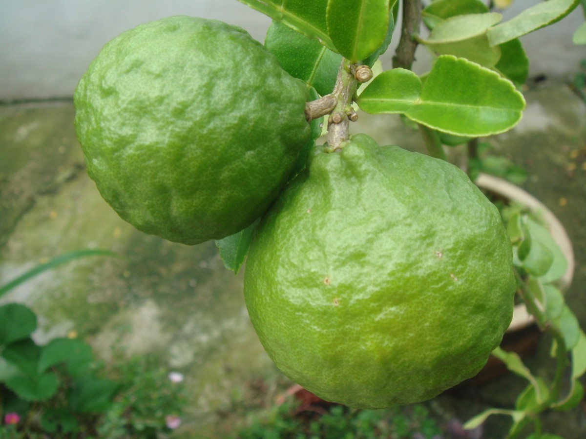 Kaffir lime