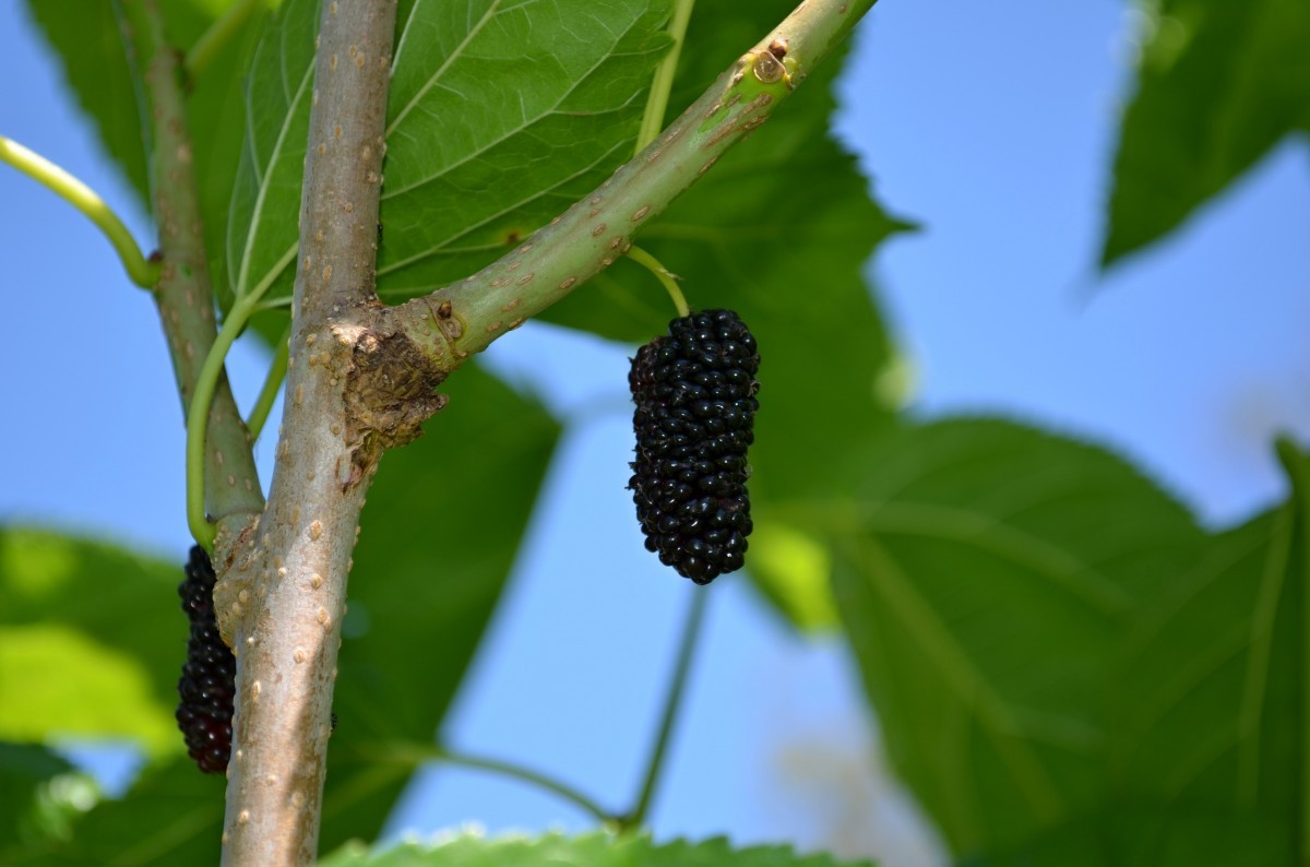 Illinois Everbearing mulberry tree