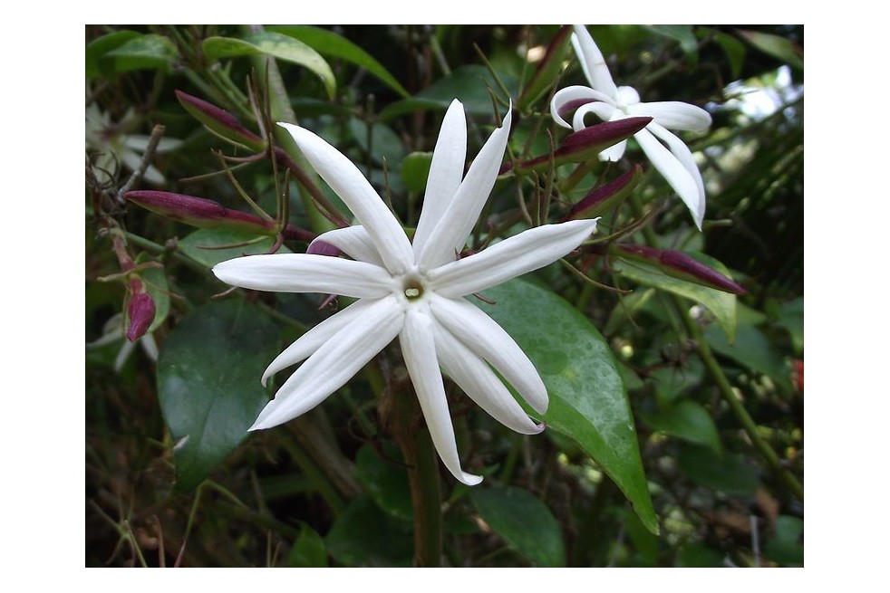 Shining Jasmine