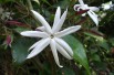 Shining Jasmine