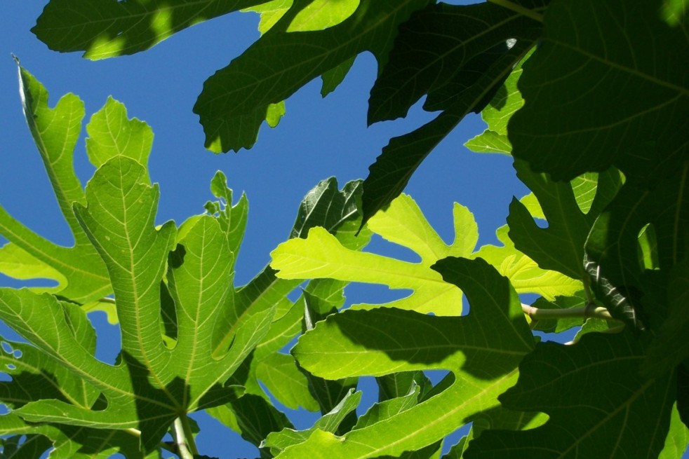 Fig tree Sultane