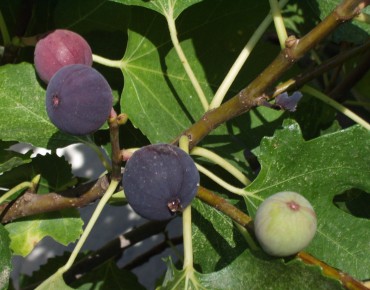 Fig tree Sultane
