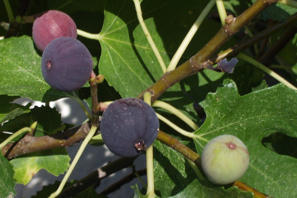 Fig tree Sultane