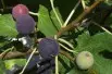 Fig tree Sultane