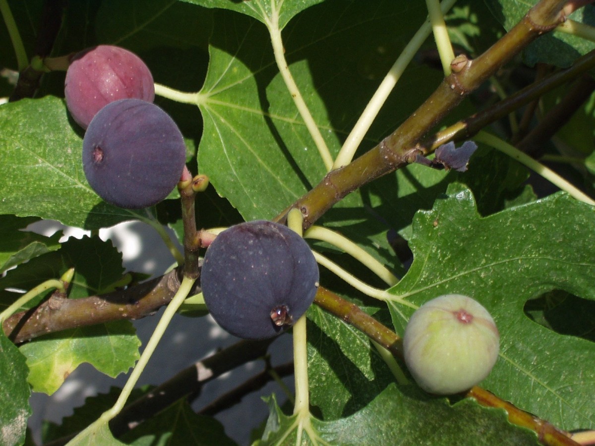 Fig tree Sultane