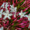 Many-flowered jasmine dark red-leaved