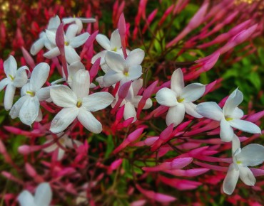 Many-flowered jasmine dark red-leaved