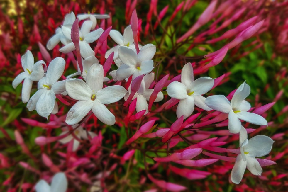 Many-flowered jasmine dark red-leaved