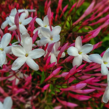 Jasmin blanc d'hiver
