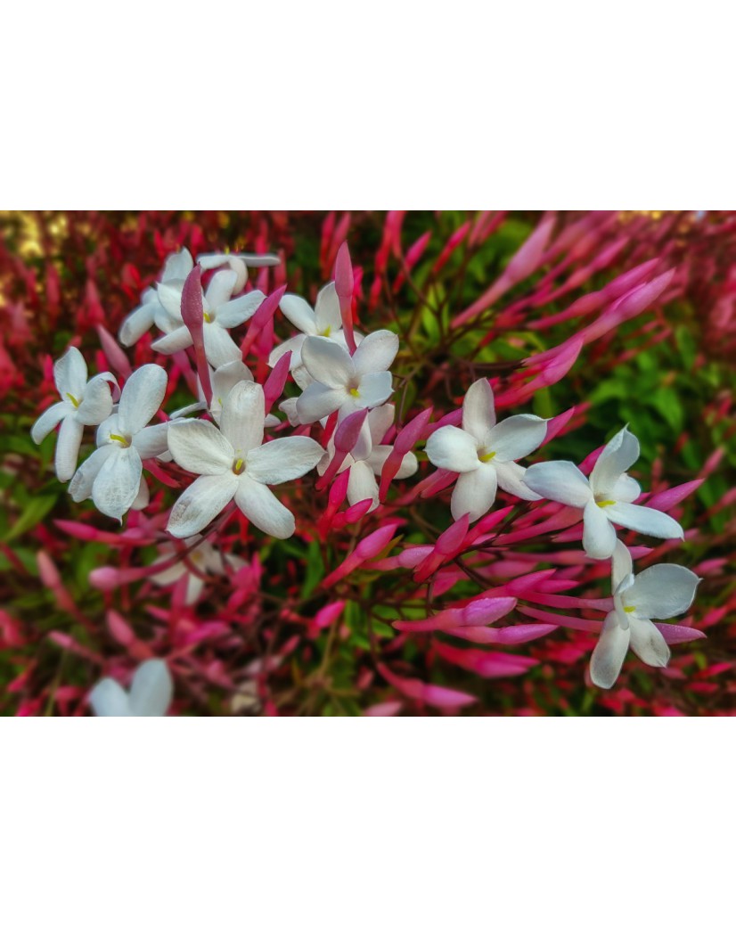 kleinblttrige zimmerpflanzen Kleinblttrige Teppichspindel Euonymus Gartenpflanze 9cm kaufen
