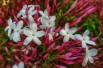 Many-flowered jasmine dark red-leaved