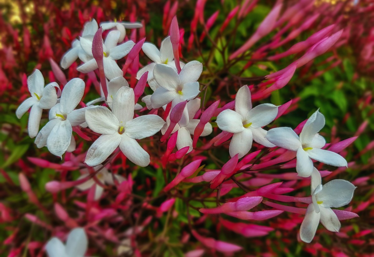 Many-flowered jasmine dark red-leaved