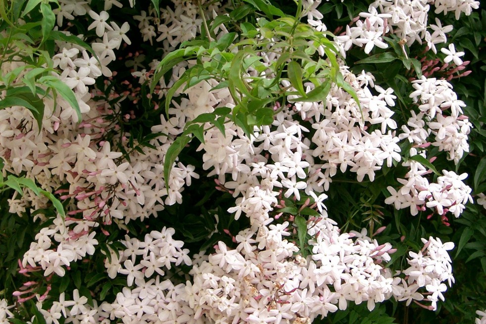 Many-flowered jasmine dark red-leaved (KENPEI, CC BY-SA 3.0 , via Wikimedia Commons)
