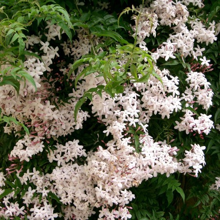 Many-flowered jasmine dark red-leaved (KENPEI, CC BY-SA 3.0 , via Wikimedia Commons)