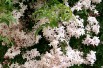 Many-flowered jasmine dark red-leaved (KENPEI, CC BY-SA 3.0 , via Wikimedia Commons)