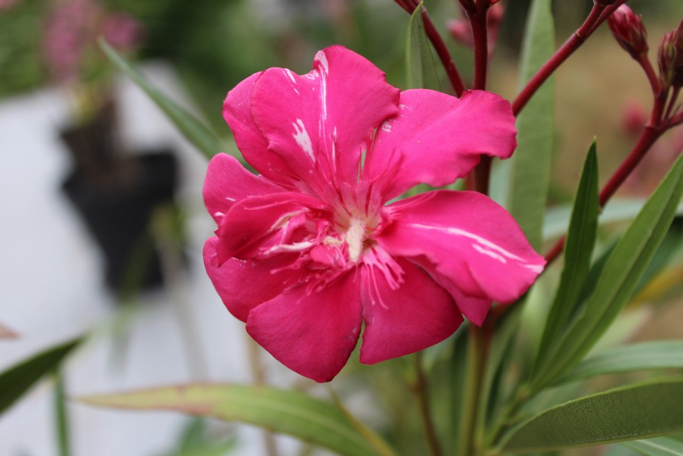 Oleander Commandant Barthélémy