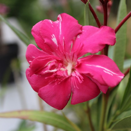 Commandant Barthélémy Oleander