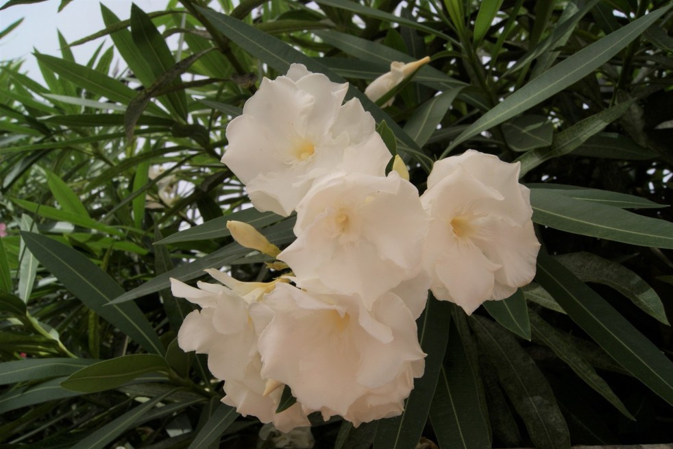 Album plenum Oleander