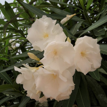 Oleander Album plenum