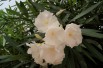 Album plenum Oleander