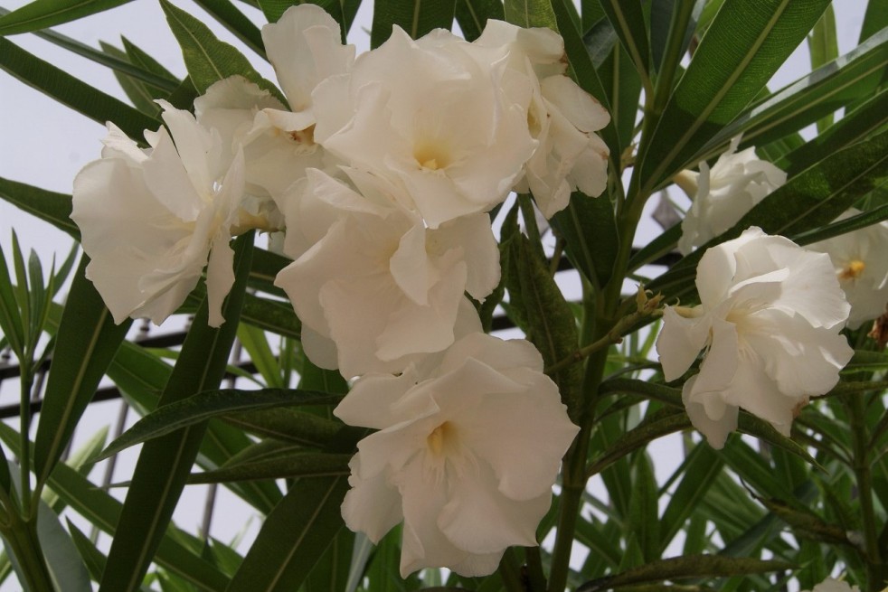 Album plenum Oleander