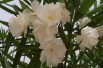 Album plenum Oleander
