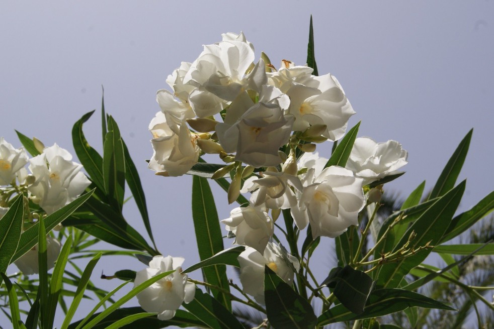 Album plenum Oleander