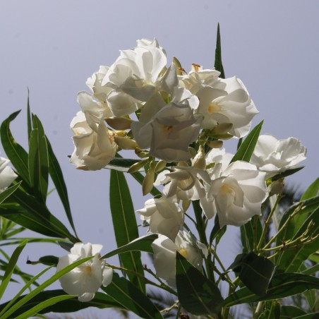 Laurier Rose Album plenum