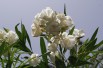 Album plenum Oleander