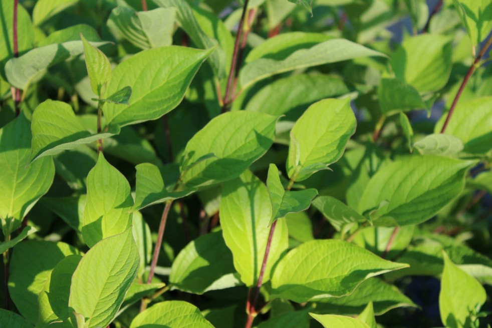 Witte kornoelje Sibirica Witte kornoelje Sibirica