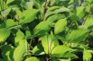 Siberian dogwood