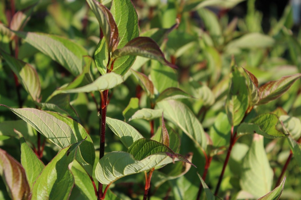 White dogwood Kesselringii