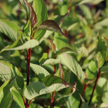 White dogwood Kesselringii