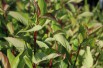 White dogwood Kesselringii