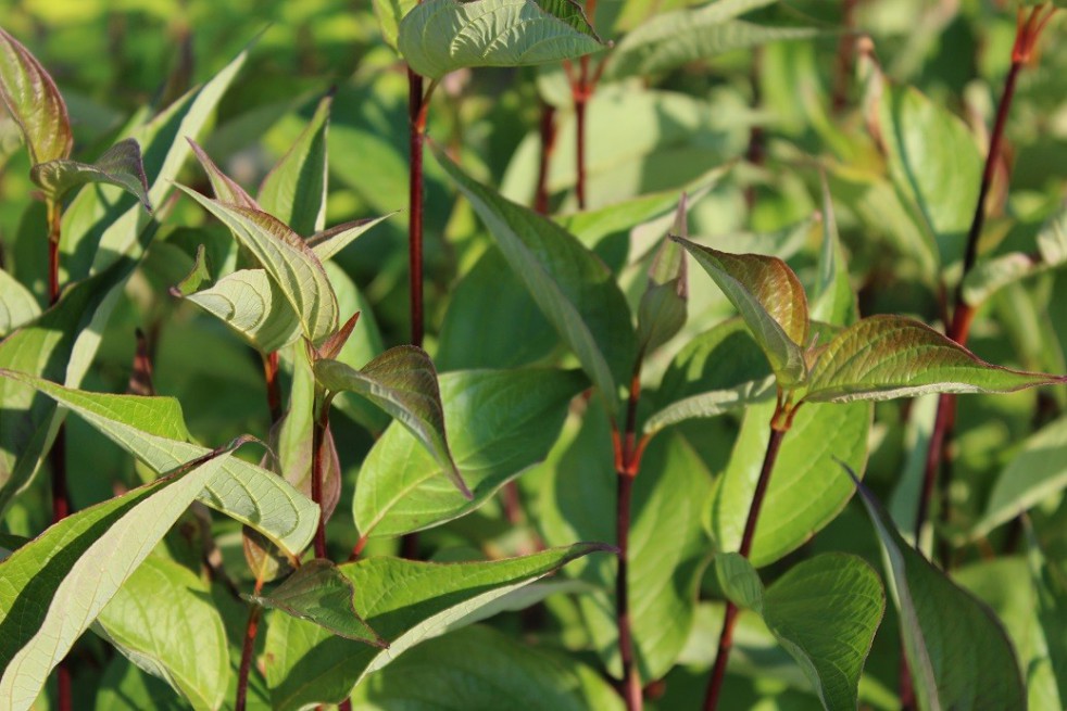 White dogwood Kesselringii
