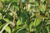 White dogwood Kesselringii