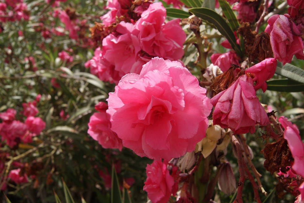 Rose des Borels Oleander