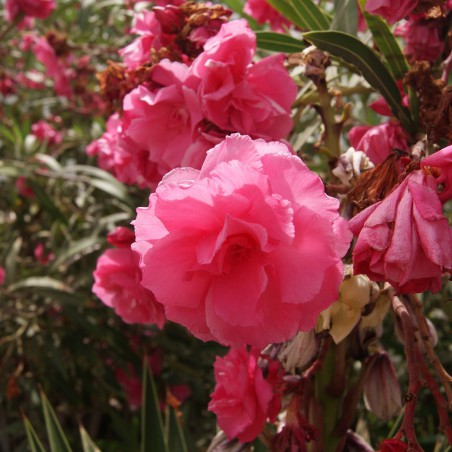 Laurier rose Rose des Borels