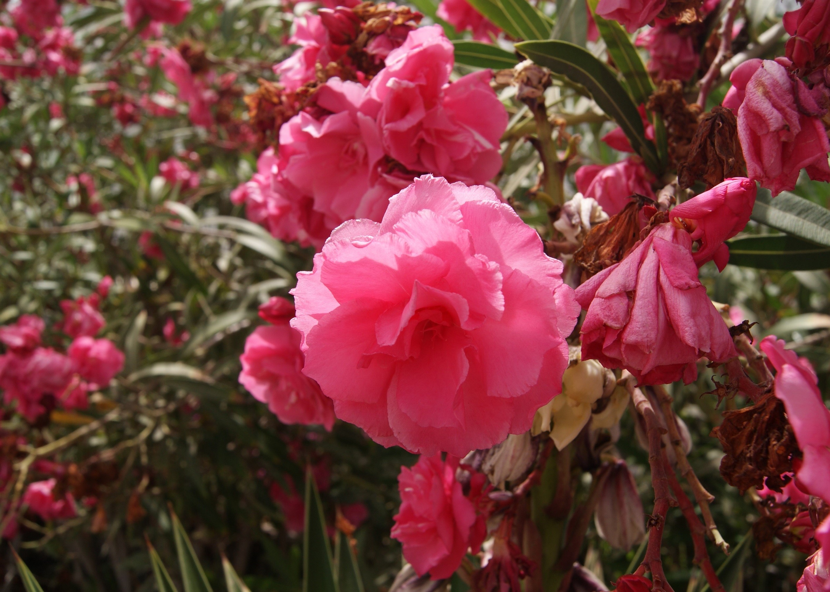 Oleander Rose des Borels