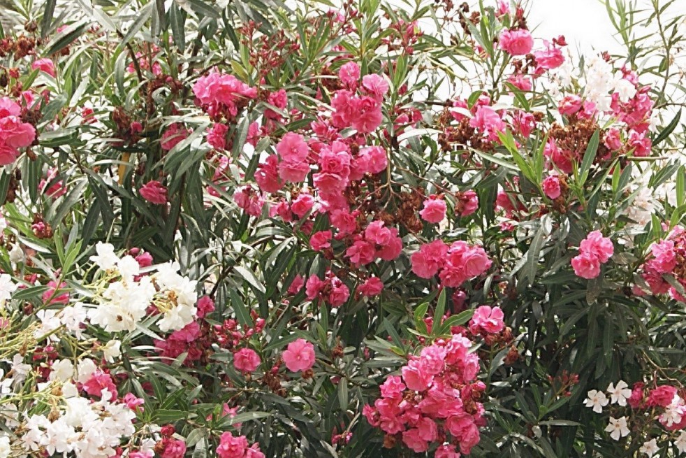 Rose des Borels Oleander