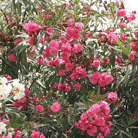 Oleander Rose des Borels
