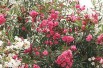 Laurier rose Rose des Borels