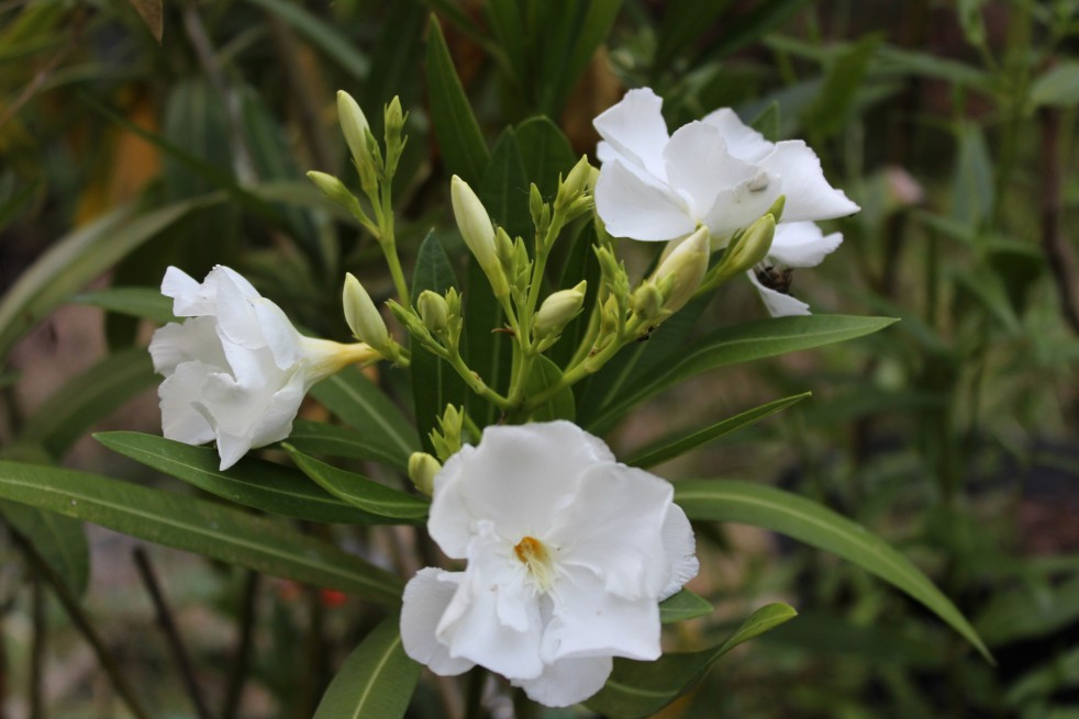 Laurier-rose simple blanc, méditerranéenne Meilland Richardier