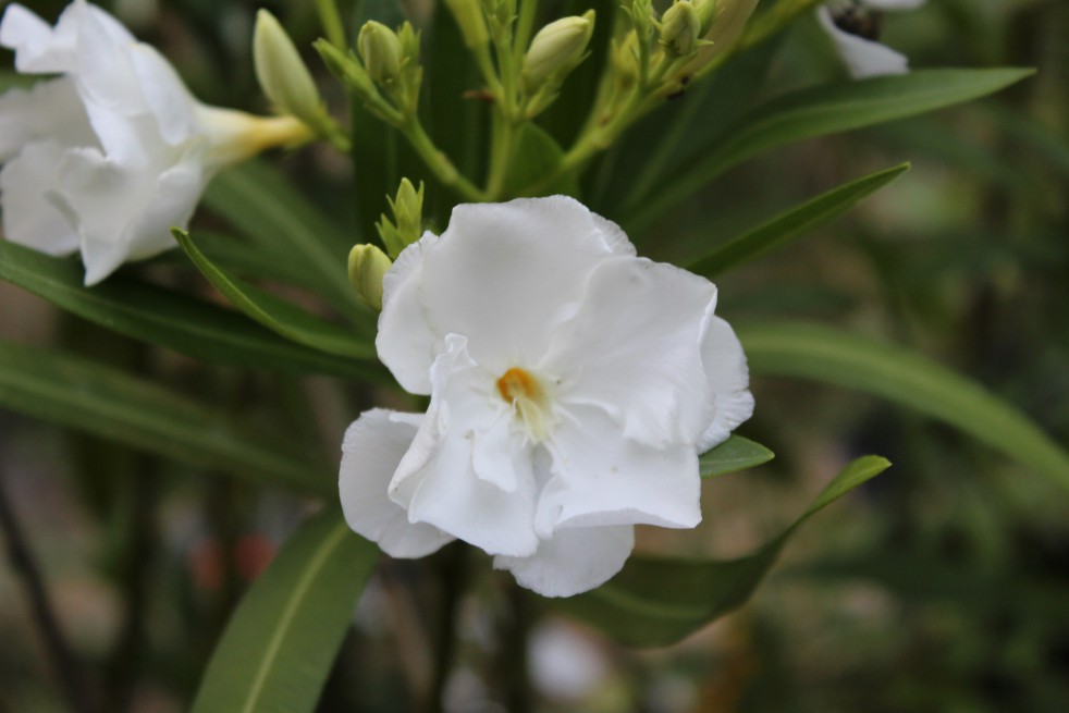 Mont Blanc Oleander