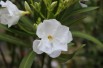 Oleander Mont Blanc
